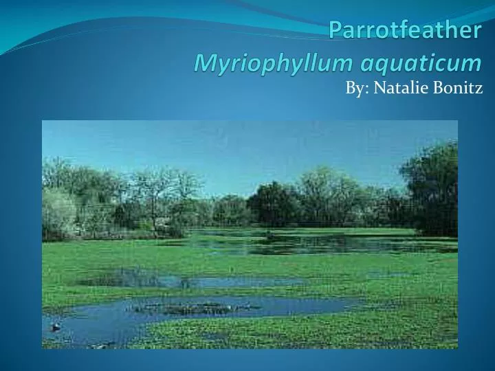 parrotfeather myriophyllum aquaticum