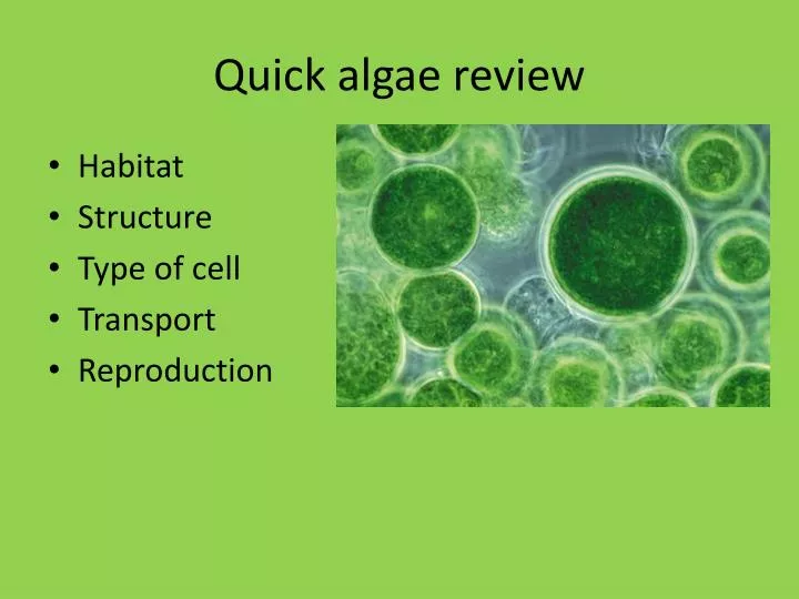 quick algae review