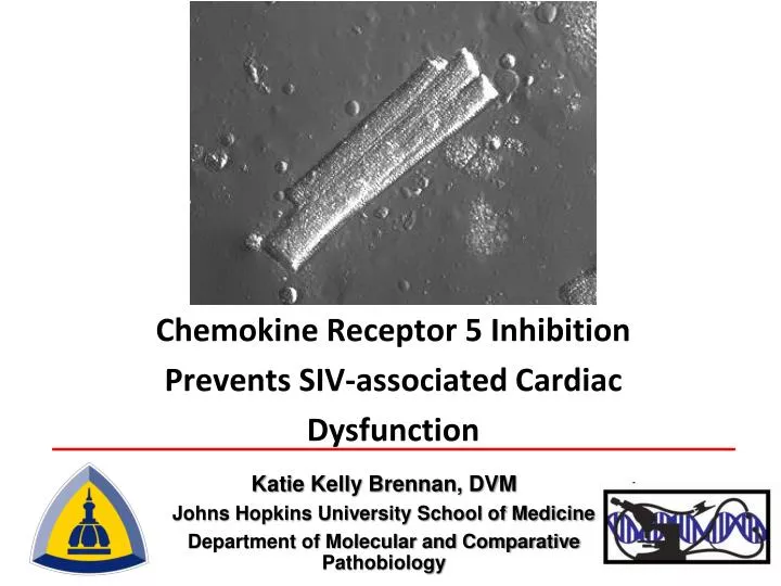 chemokine receptor 5 inhibition prevents siv associated cardiac dysfunction