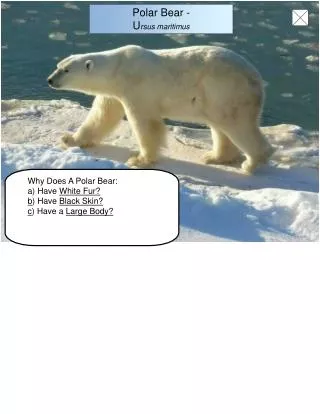 Why Does A Polar Bear: a) Have White Fur? b ) Have Black Skin? c ) Have a Large Body?