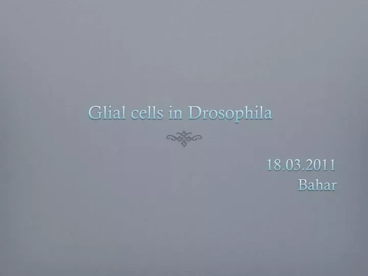 glial cells in drosophila