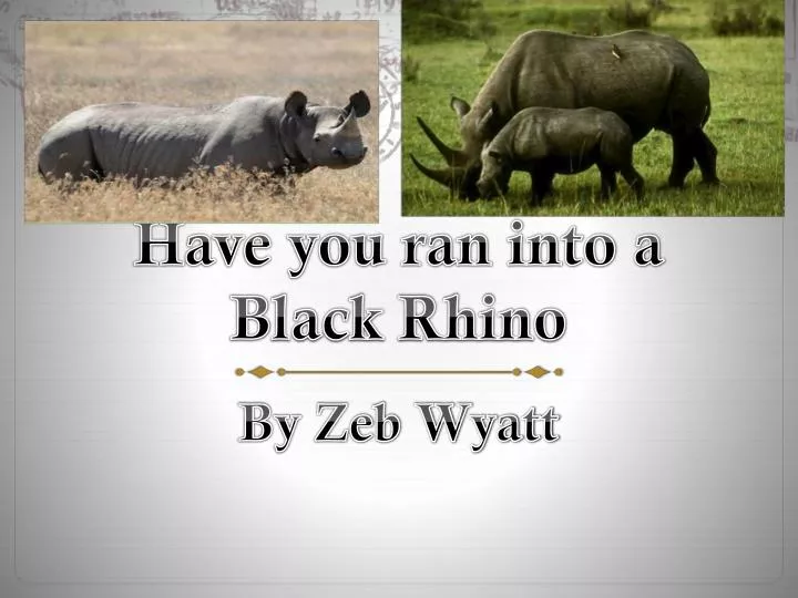have you ran into a b lack rhino