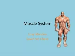 Muscle System