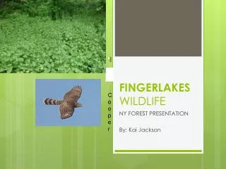 FINGERLAKES WILDLIFE