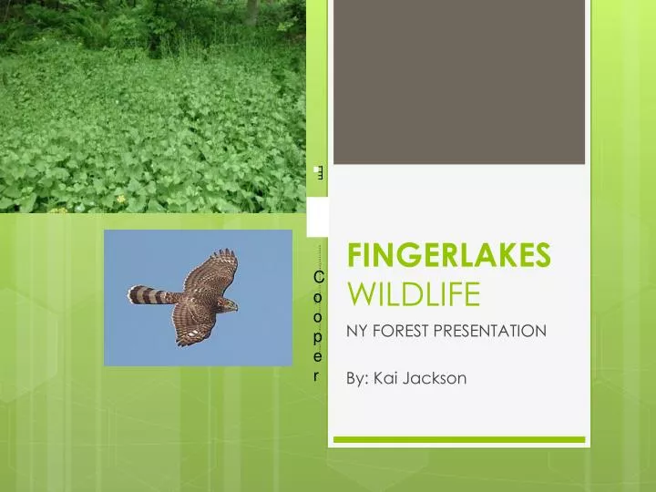 fingerlakes wildlife