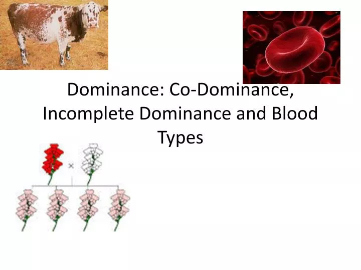 dominance co dominance incomplete dominance and blood types