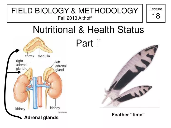 nutritional health status part ii