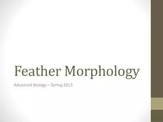 Feather Morphology