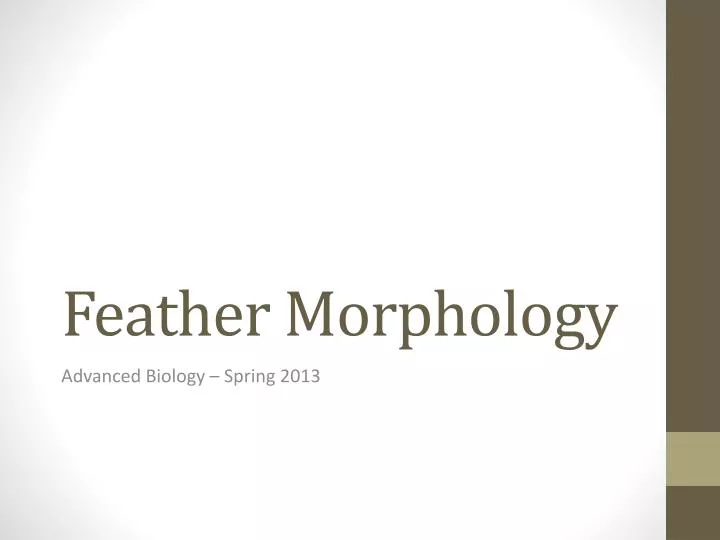 feather morphology