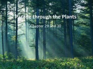 Parade through the Plants