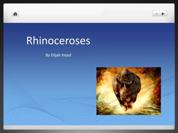 rhinoceroses