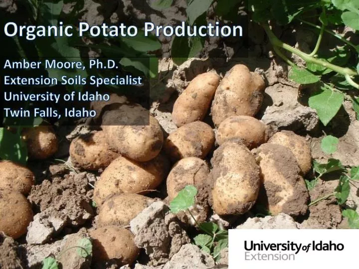 organic potato production