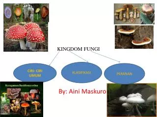 kingdom fungi