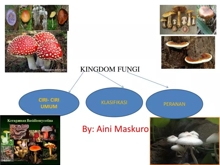 kingdom fungi