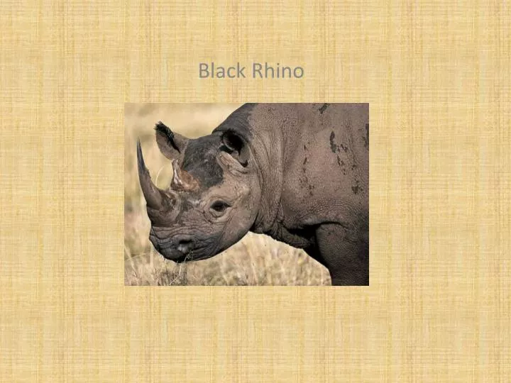 black rhino