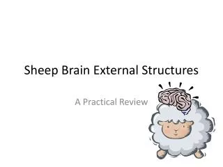 Sheep Brain External Structures