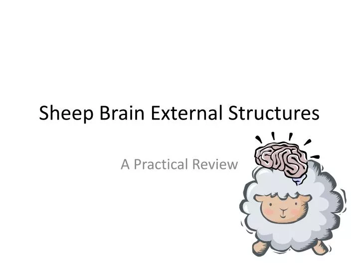 sheep brain external structures