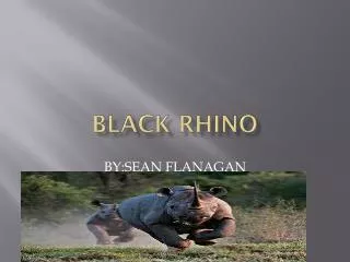 Black Rhino