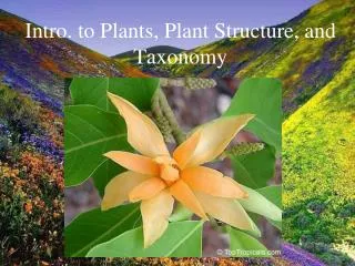 Intro. to Plants, Plant Structure, and Taxonomy