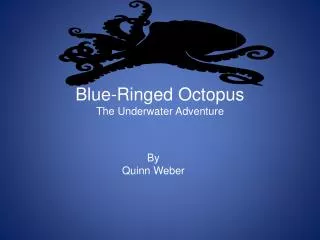 Blue-Ringed Octopus The Underwater Adventure