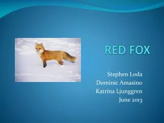 RED FOX