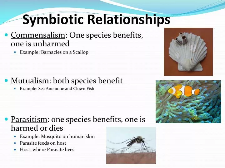 Types Of Animal Relationships Symbiosis