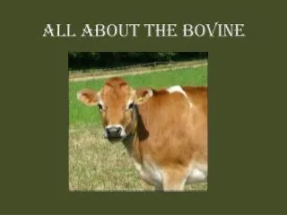 ALL ABOUT the bovine