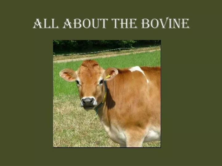all about the bovine