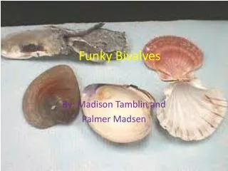 Funky Bivalves