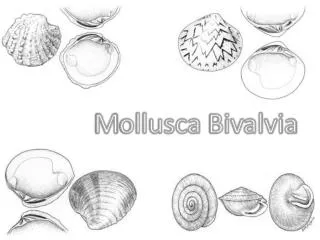 M ollusca Bivalvia