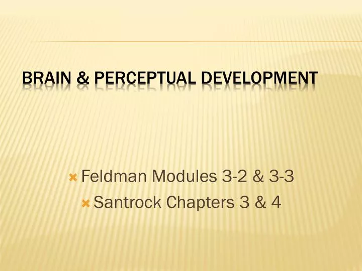 brain perceptual development