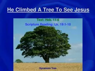 He Climbed A Tree To See Jesus