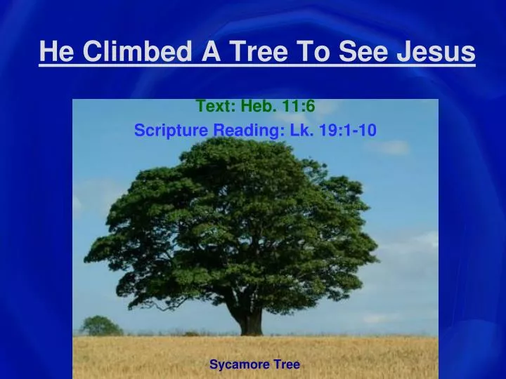 he climbed a tree to see jesus