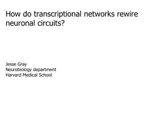 How do transcriptional networks rewire neuronal circuits?