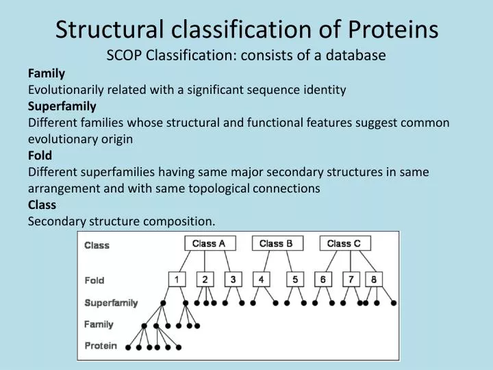 structural classification of proteins