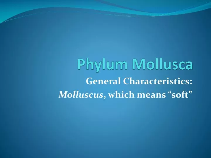 phylum mollusca