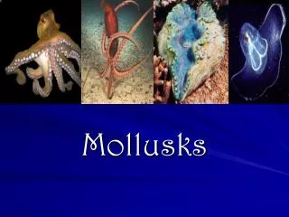 Mollusks