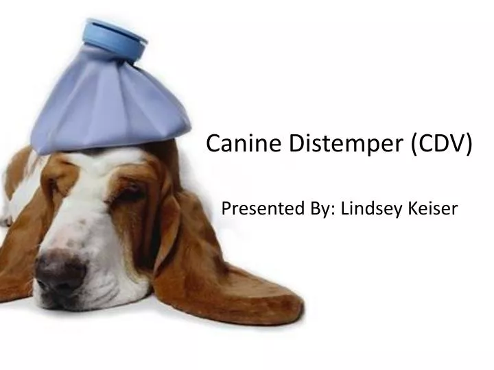 canine distemper cdv