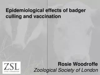 E pidemiological effects of badger culling and vaccination