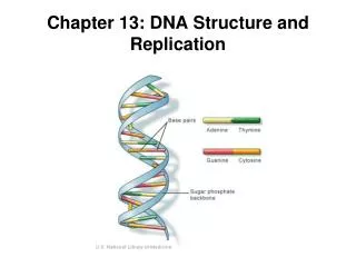 Chapter 13: DNA Structure and Replication