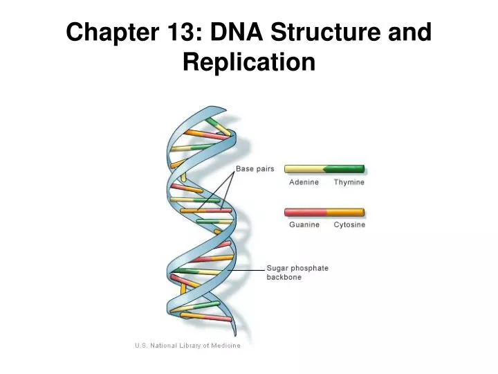 chapter 13 dna structure and replication