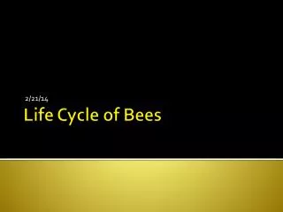 Life Cycle of Bees