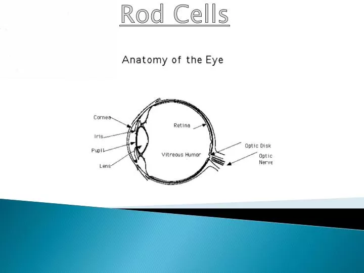 rod cells