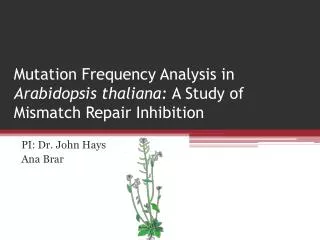 Mutation Frequency Analysis in Arabidopsis thaliana: A Study of Mismatch Repair Inhibition
