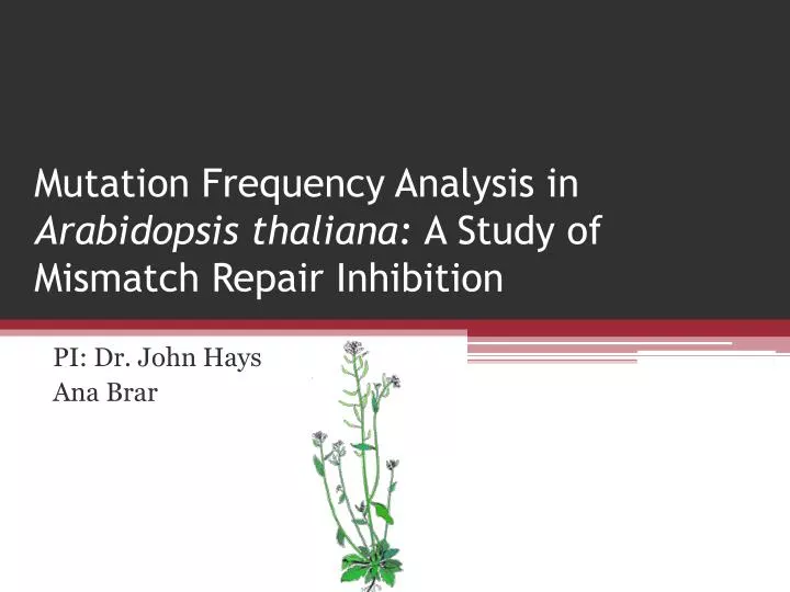 mutation frequency analysis in arabidopsis thaliana a study of mismatch repair inhibition