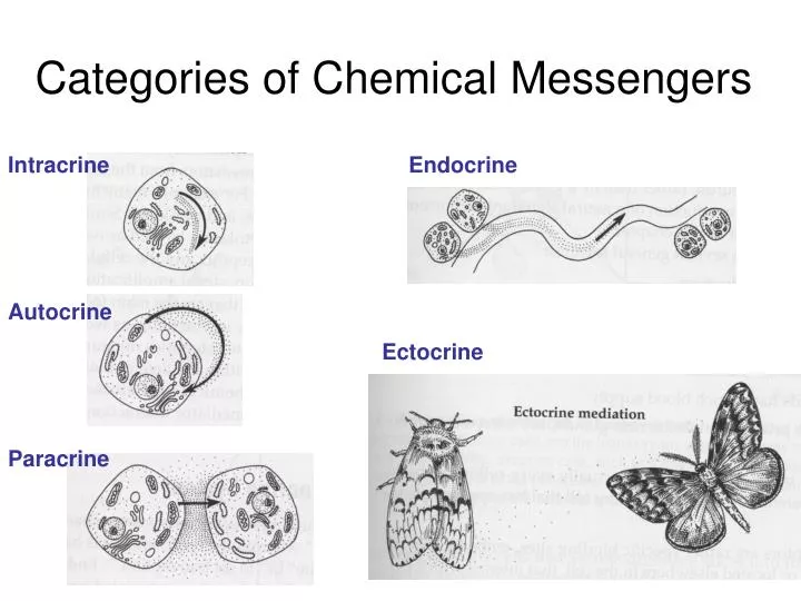 categories of chemical messengers