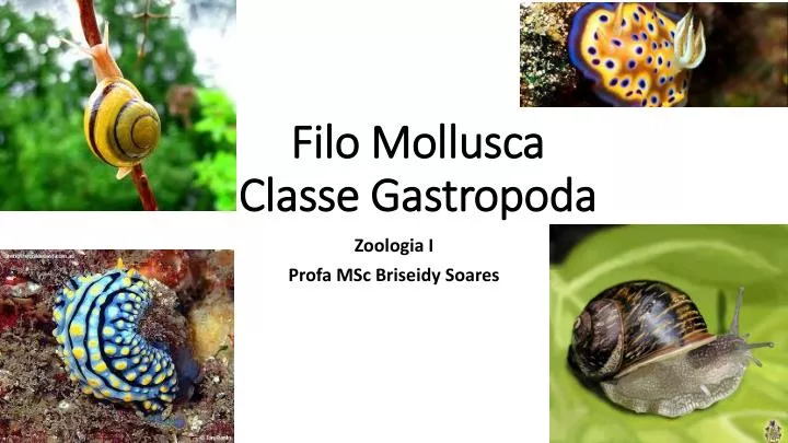 filo mollusca classe gastropoda