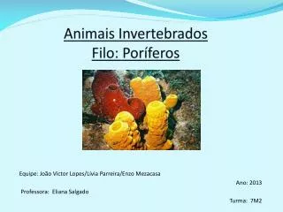 animais invertebrados filo por feros