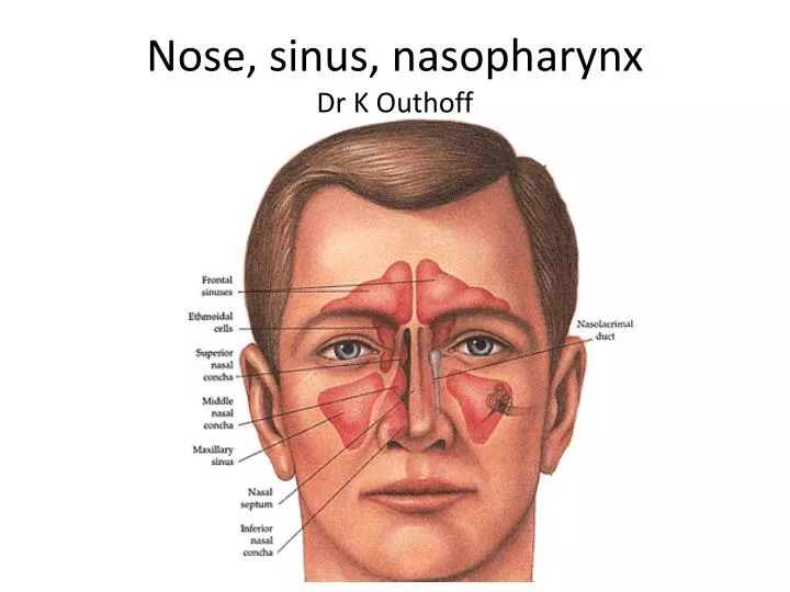 nose sinus nasopharynx dr k outhoff