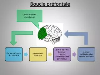 boucle pr fontale